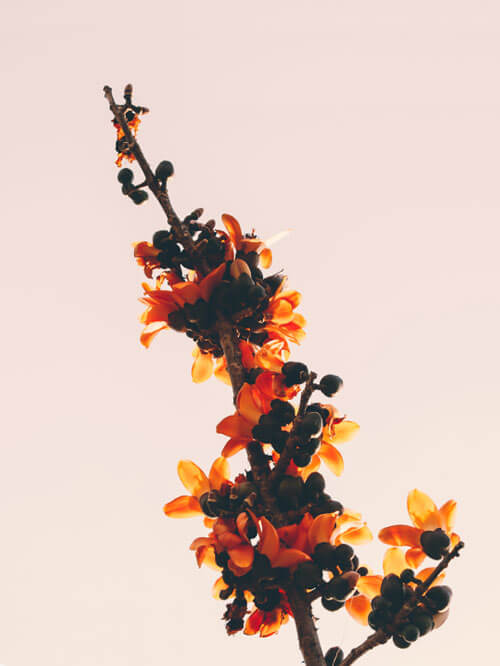 Dried Flowers & Potpourri