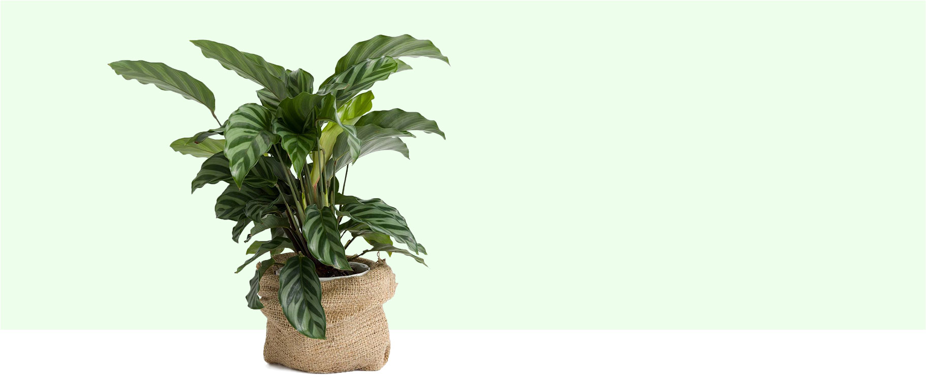 Plant – Gardening & Houseplants WordPress Theme